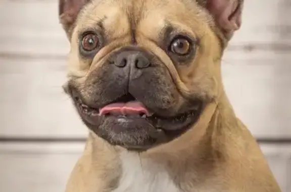 Chien perdu Dax, photo : Bouledogue fauve perdue à Dax, Rue du Pouy