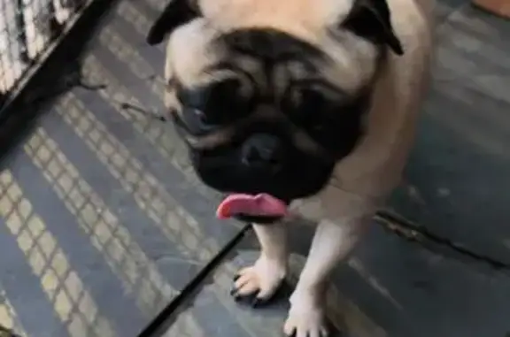 cachorro encontrada