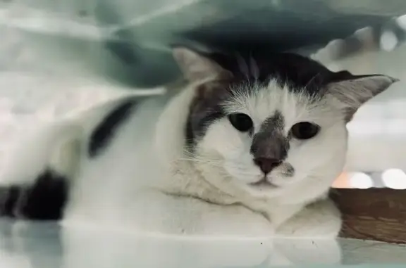 Lost Cat: White & Grey in Serangoon 202