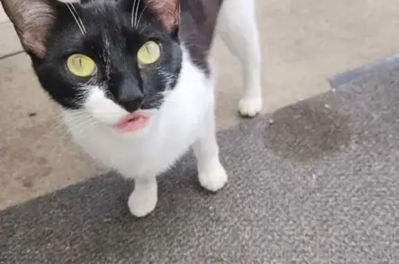 Chat perdu, Cognac, photo: Chatte perdue, noire et blanche, Cognac