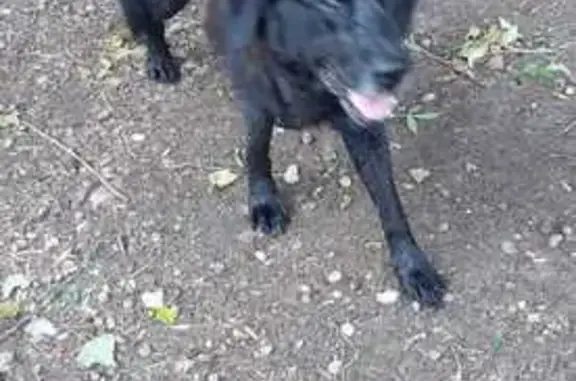 Chien trouvé , photo: Labrador noir âgé trouvé à Morannes