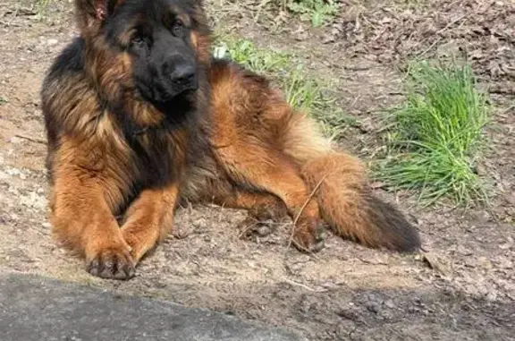 Зникла собака в Кривому Розі: Допоможіть!