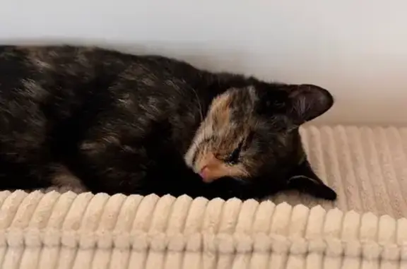 Animaux trouvés , photo: Chaton bicolore joueur trouvé à Perros-Guirec
