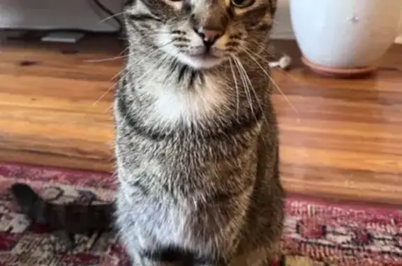 Lost Cat: Gray/Brown Male in Havertown