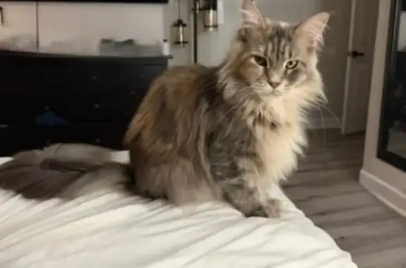 Lost Gray Cat: Fluffy Tail & Cream Mane
