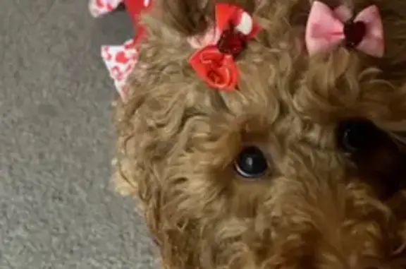 Lost Energetic Cockapoo in Chicago