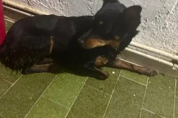 Perro Joven y Cariñoso en Alma...