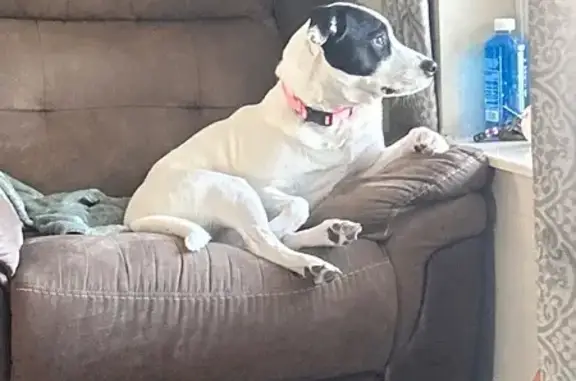 Lost and found pets , photo: Lost Dog: Pink Collar, Black Ears - 4164