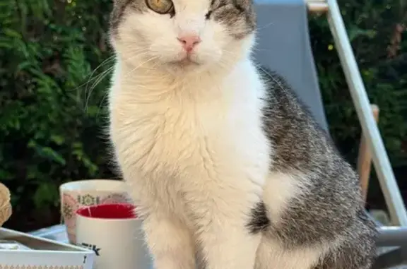 Chatte européenne perdue, œil gauche absent - photo