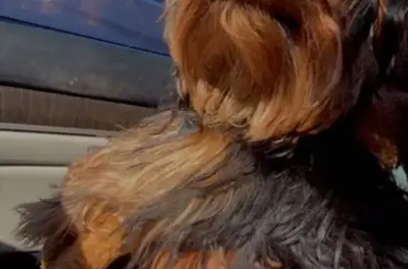 Lost and found pets Independence, photo: Lost Yorkie: 1-Year-Old, Green Collar