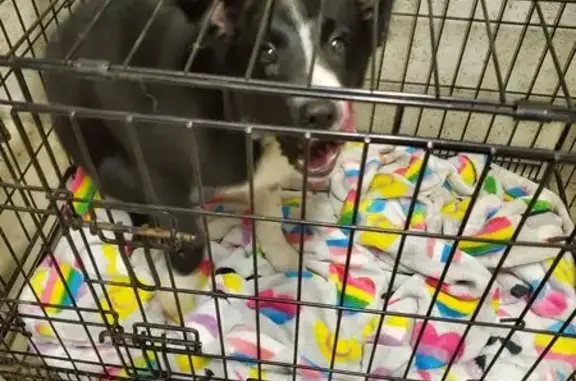 Found dog Kirksville, photo: Found: Black & White Puppy in Kirksville
