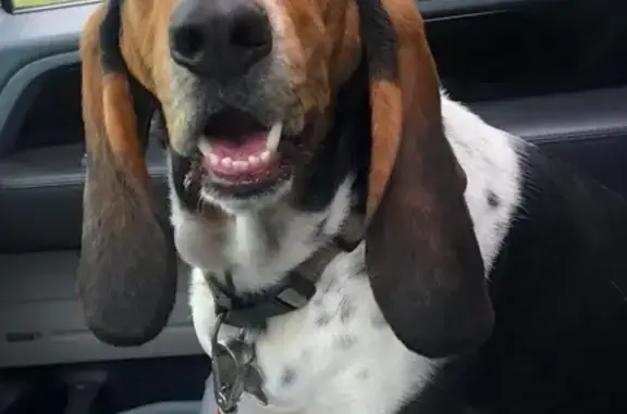 Lost pets Wichita Falls, photo: Lost Bassett Hound: McNiel Ave, Wichita