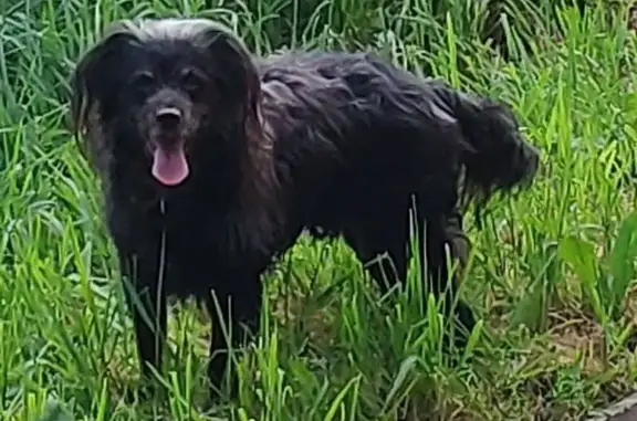 Chien perdu Ploemeur, photo : Petit chien noir perdu à Ploemeur