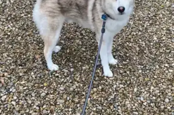 Missing dog Ohio City, photo: Lost Dog Alert: Reynoldsburg, OH