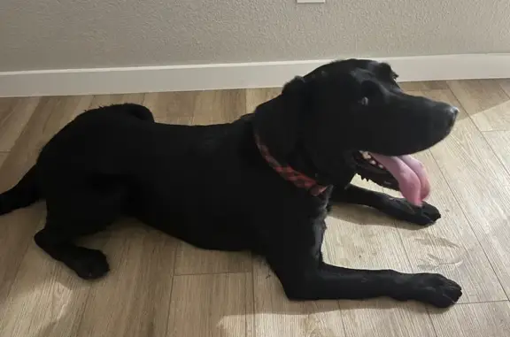 Found dog Fort Worth, photo: Found: Black Male Lab on Overland St, FW