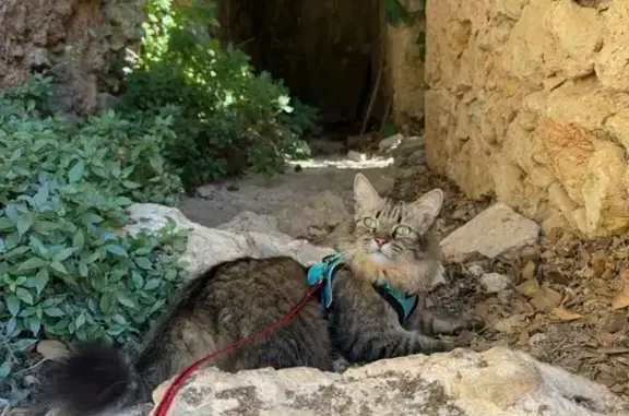 Chat perdu, Cotignac, photo: Chat tigré perdu à Cotignac