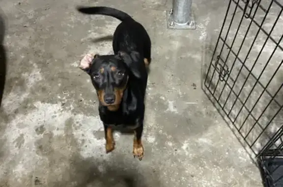 Found dog Spanaway, photo: Found Young Male Dogs in Spanaway