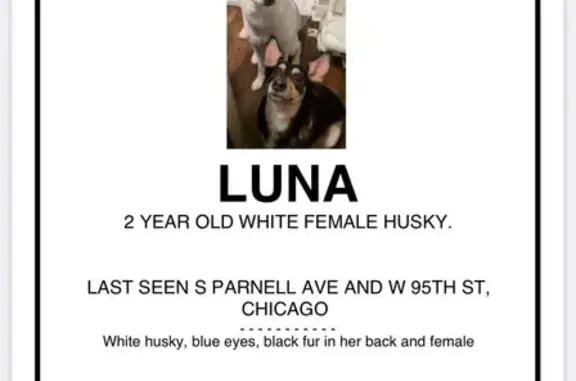 Missing dog Chicago, photo: Lost Dog: White Coat, Pink Nose, Chicago