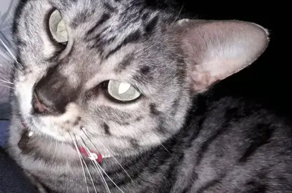Lost Bengal Cat: Grey with Black Spots