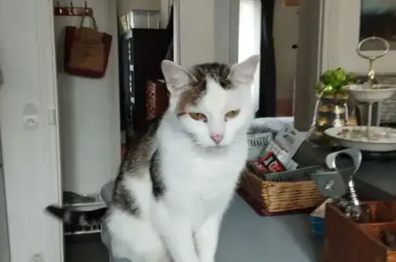 Chat perdu, Corbeil-Essonnes, photo: Chatte blanche perdue, Rue Maurice Berteaux