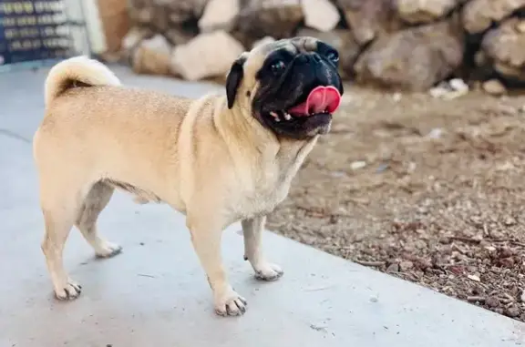Lost Dog on Danica Way - Help Find 5104!