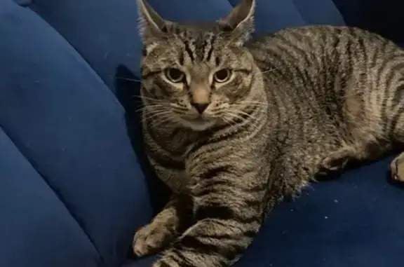 Lost pets Jersey City, photo: Lost Shy Tabby Cat in Jersey City