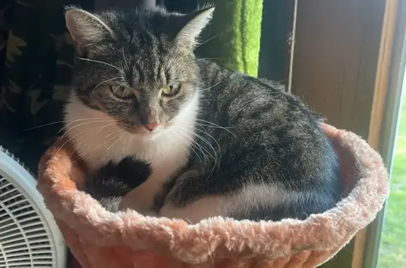 Lost Calico Cat on Reiten Drive