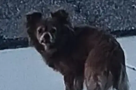 Lost and found pets Phoenix, photo: Found: Small Copper Dog in Phoenix