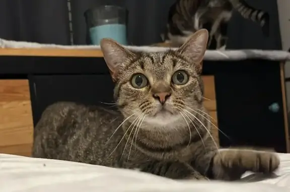 Animaux perdus Villers-lès-Nancy, photo: Chatte tigrée perdue à Villers-lès-Nancy