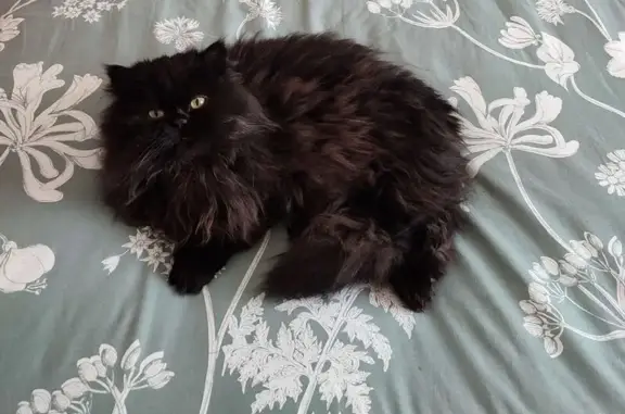 Chat perdu, Levroux, photo: Chatte persane noire perdue à Levroux