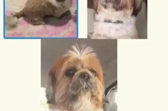 cachorro desaparecida