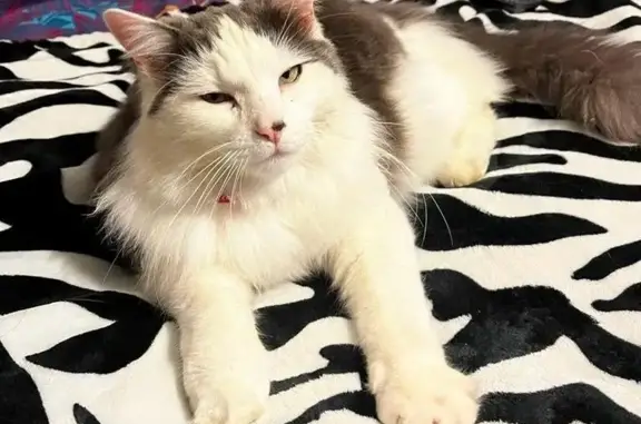 Chat perdu blanc/gris pucé à Endoufielle - photo