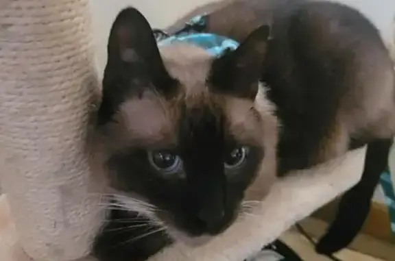 Lost Cat: Brown/Black, Needs Meds ASAP!