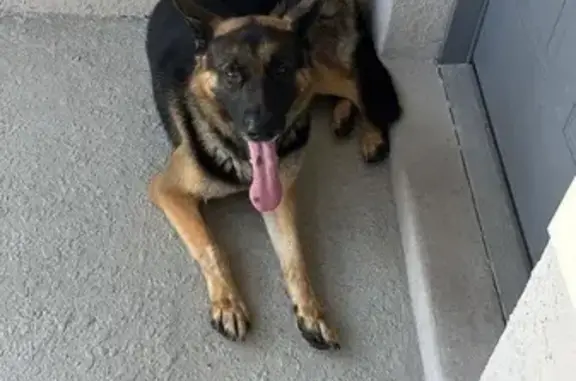 Found: German Shepherd on Holly Berry Dr