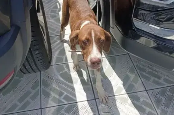 Chien trouvé peureux avec collier au Gosier - photo
