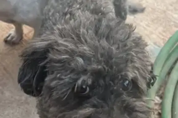 Lost Shih Tzu: North 81st Drive, Phoenix