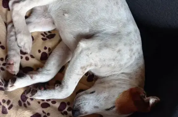 Chien trouvé , photo: Chien trouvée, blanche et tachetée rousse