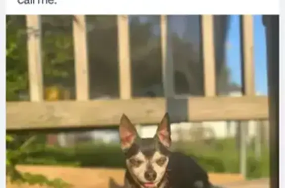 Lost and found pets Suffolk, photo: Lost: Senior Dog Kujo in Suffolk Area