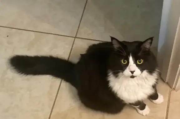 Lost Tuxedo Cat: Fluffy & Friendly