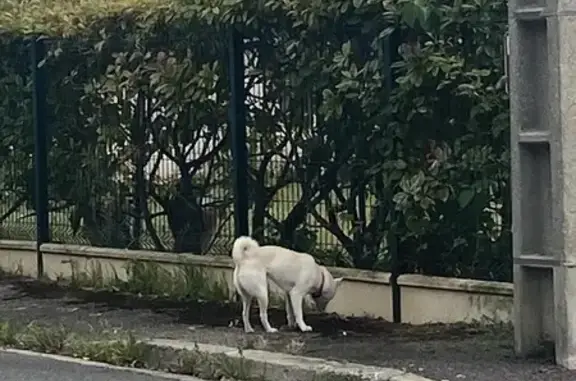 Chien trouvé Ouistreham, photo: Chien Pomsky beige errant à Ouistreham