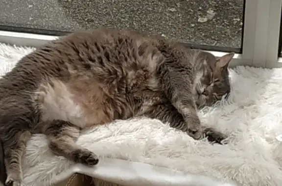 Animaux perdus , photo: Chatte grise perdue à Francourville