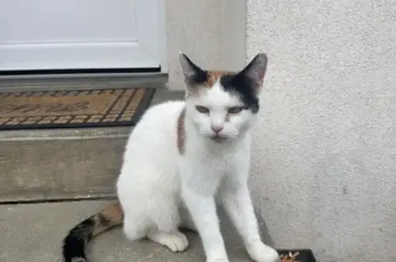 Animaux trouvés Abbeville, photo: Chat tricolore maigre trouvé à Abbeville