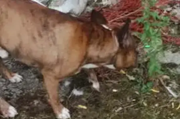 Animaux trouvés Amiens, photo: Chien trouvé Rue Wasse, Amiens