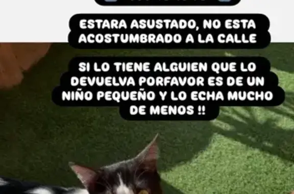¡Gato Perdido! Blanco y Negro en Santa Margarita