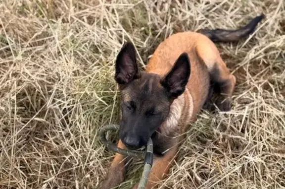 Chien perdu Chinon, photo : Chien Malinois 4 mois perdu à Chinon