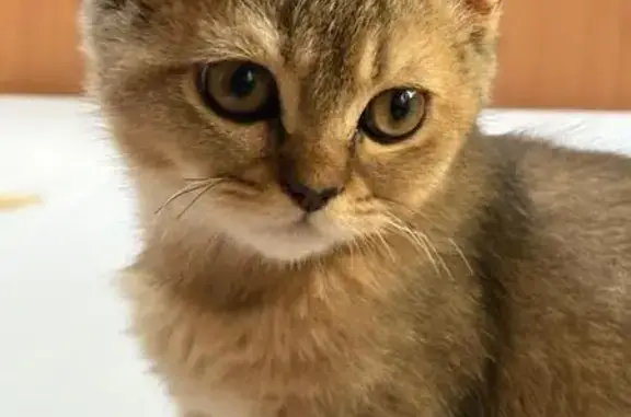 Gato perdido en Sagunto: Lay, 5 meses, pardo