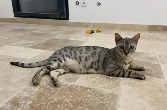 Animaux perdus Villeneuve-sur-Lot, photo: Grand chat gris tacheté perdu à Pujols