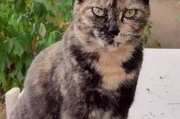 Chat écaille 10 ans perdue à Saint Macaire - photo