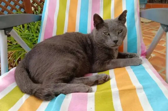 Gato Gris Cariñoso Encontrado en Barbate
