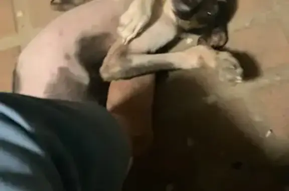 Podenco Joven Encontrado en Lo...